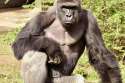 983725_1_0529-gorilla_standard.jpg