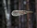 owl in flight.jpg