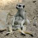 meerkat+15[1].jpg