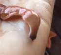 worm.gif