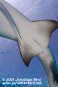 jbird_shark_cloaca.jpg