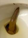 poop9.jpg
