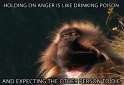 anger monkey.gif