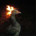 The Duck.jpg