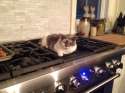 roastedkitten.jpg