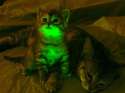 Glowing Cats.jpg