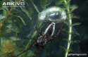 Female-water-spider-with-diving-bell.jpg