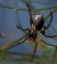 water spider in bubble down.jpg