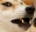 doggo wow.png