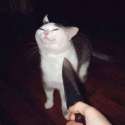 cat meow wat u gon do about it.jpg
