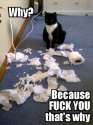 kissa fuck you.jpg
