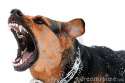 BARK BARK BARK BARK BARK BARK BARK BARK BARK BARK BARK BARK BARK BARK BARK.jpg