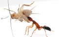 Alex-wild-Jumping-ant.jpg