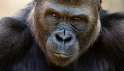 gorilla_01.jpg