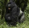 Mountain Gorilla-4938.jpg
