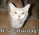 caturday_1.jpg