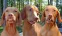 funny-pics-of-dogs.jpg