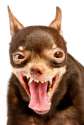 90572-570x842-Funny_looking_dog_6.jpg