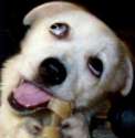 Dog funny picture with eyes looking upward while biting on its bone.png
