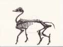 duck__boar_skeleton_by_rsouthey-d6dx0ny.jpg