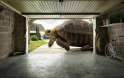 huge_tortoise-wide.jpg