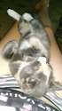 kitty.jpg