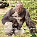 Harambe.jpg