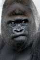 gorilla.jpg