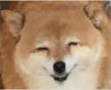 Terrifying-fucking-dog.gif