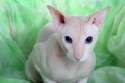 143227-425x283-Peterbald-hairless-cat.jpg