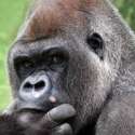 NakedApe got doxed.jpg