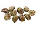 00114-hawaiian-baby-woodrose-seeds.jpg