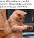 Every-Single-Weekend.jpg
