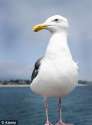 flat gulls.jpg