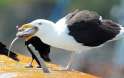 gull swallows big mouthful.jpg