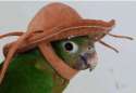 parrothat.jpg