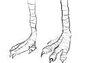birdfeet.png