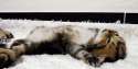 funny-gif-cute-kitten-waking-up.gif