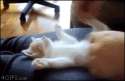 cat-anim-kitten-windup.gif