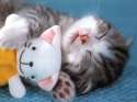 kittens11.jpg