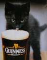 cat-guinness_kitten.jpg