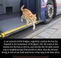 cat-bus02.jpg