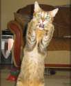 cat-scared_2000.jpg