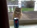 cat-photos-funny-7.jpg
