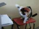 cat-anim-damn_printer_jammed_again.gif