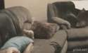 cat-anim-pounce3.gif