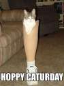 hoppy caturday.jpg