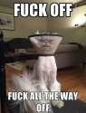meow.jpg