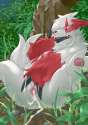 Zangoose204.jpg