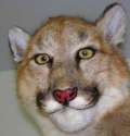 lion.png